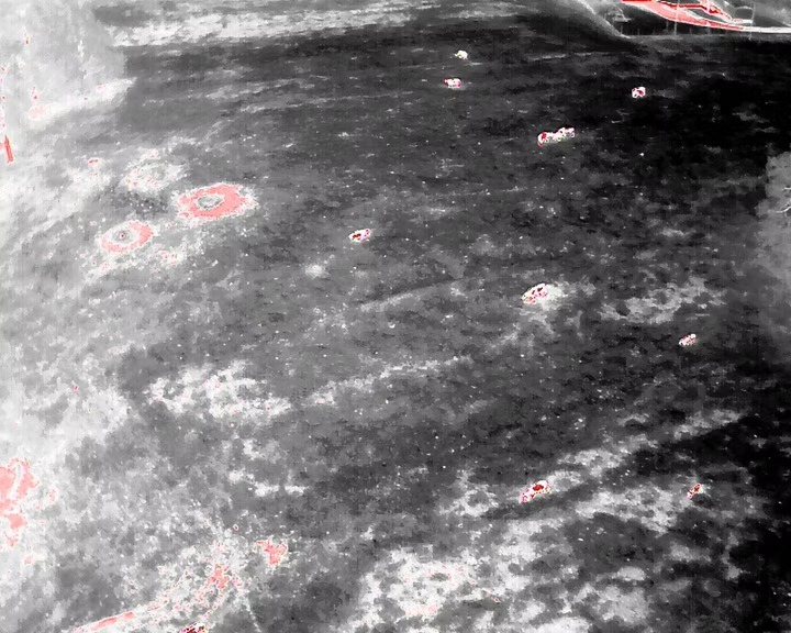 Wild Vision Thermal Drone Services