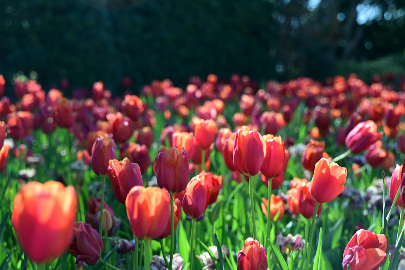 Red and pink tulips in bloom at the Dallas Arboretum