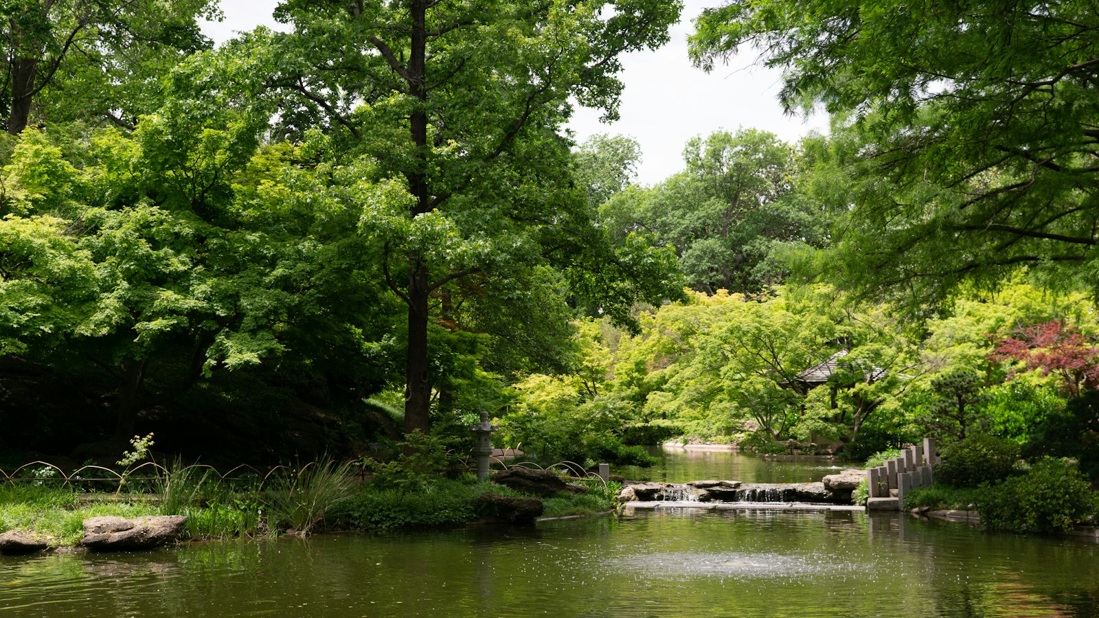 Green trees beside a pond at the Fort Worth Botanic Garden